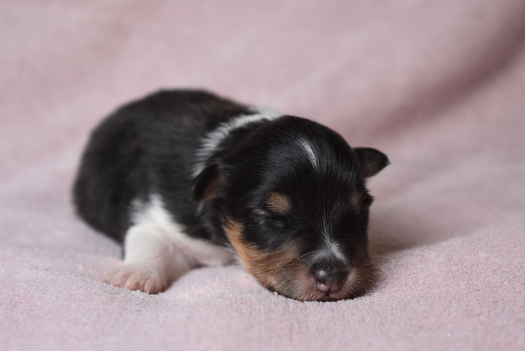 de l'elixir d'amour - Chiots disponibles - Shetland Sheepdog