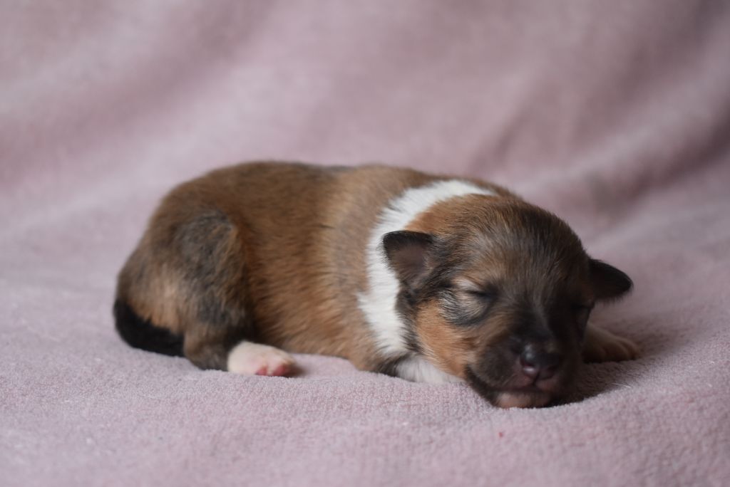 de l'elixir d'amour - Chiots disponibles - Shetland Sheepdog