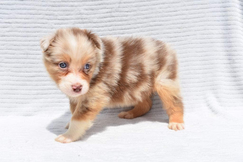 de l'elixir d'amour - Chiots disponibles - Berger Australien