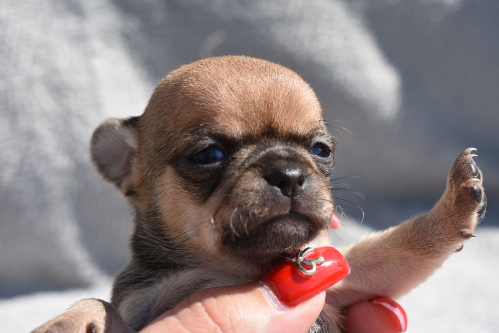 de l'elixir d'amour - Chiots disponibles - Chihuahua