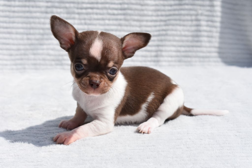 de l'elixir d'amour - Chiots disponibles - Chihuahua