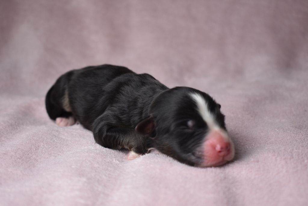 de l'elixir d'amour - Chiots disponibles - Berger Australien