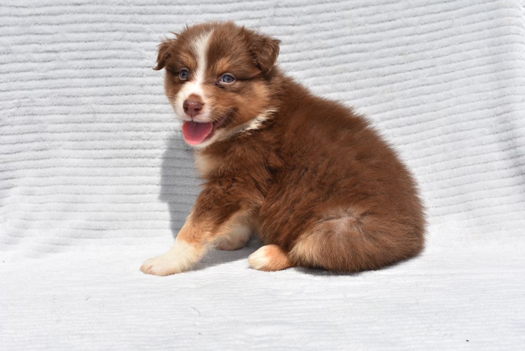 de l'elixir d'amour - Chiots disponibles - Berger Australien