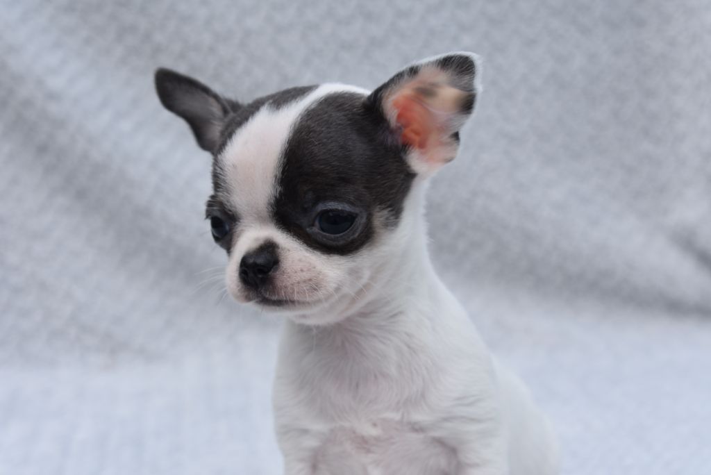 de l'elixir d'amour - Chiots disponibles - Chihuahua