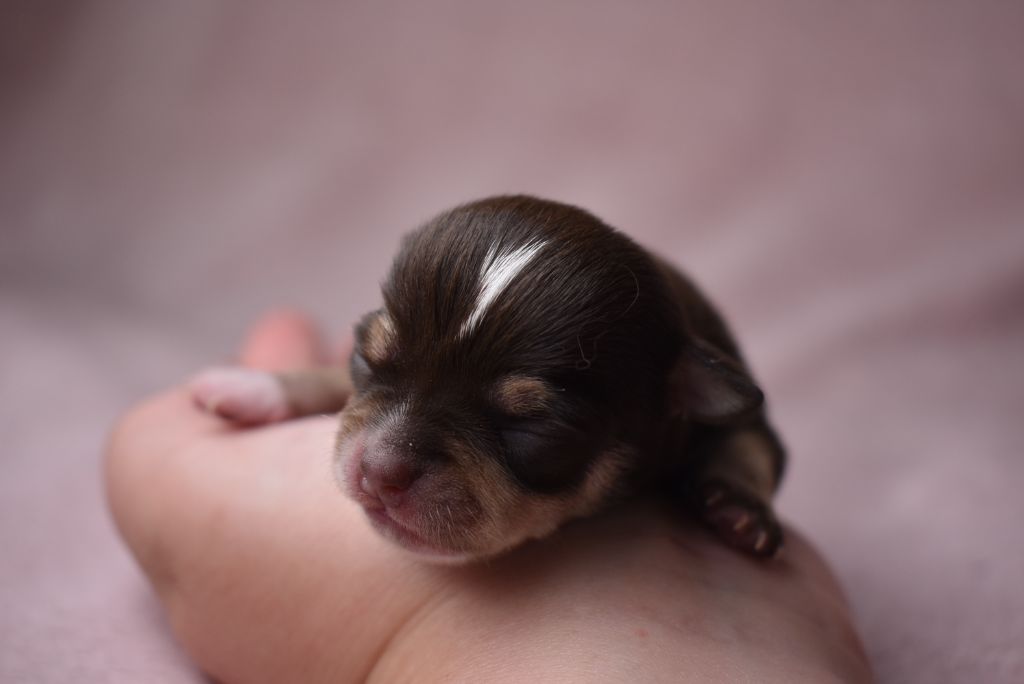 de l'elixir d'amour - Chiots disponibles - Chihuahua