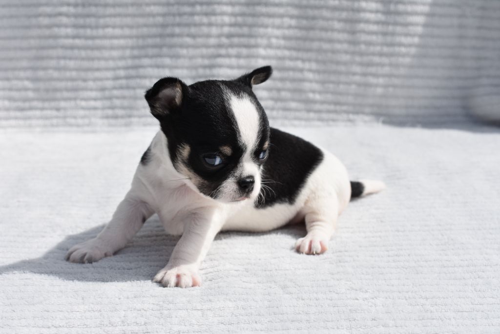 de l'elixir d'amour - Chiots disponibles - Chihuahua