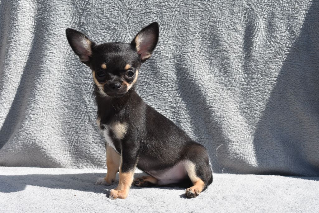 de l'elixir d'amour - Chiots disponibles - Chihuahua