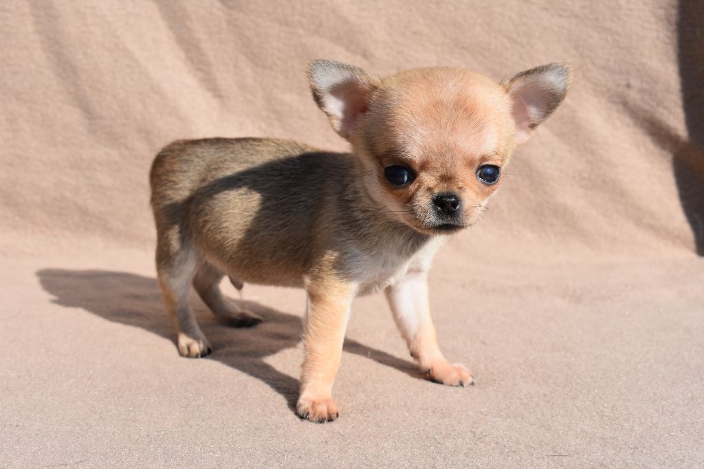 de l'elixir d'amour - Chiots disponibles - Chihuahua