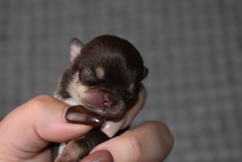 de l'elixir d'amour - Chiots disponibles - Chihuahua