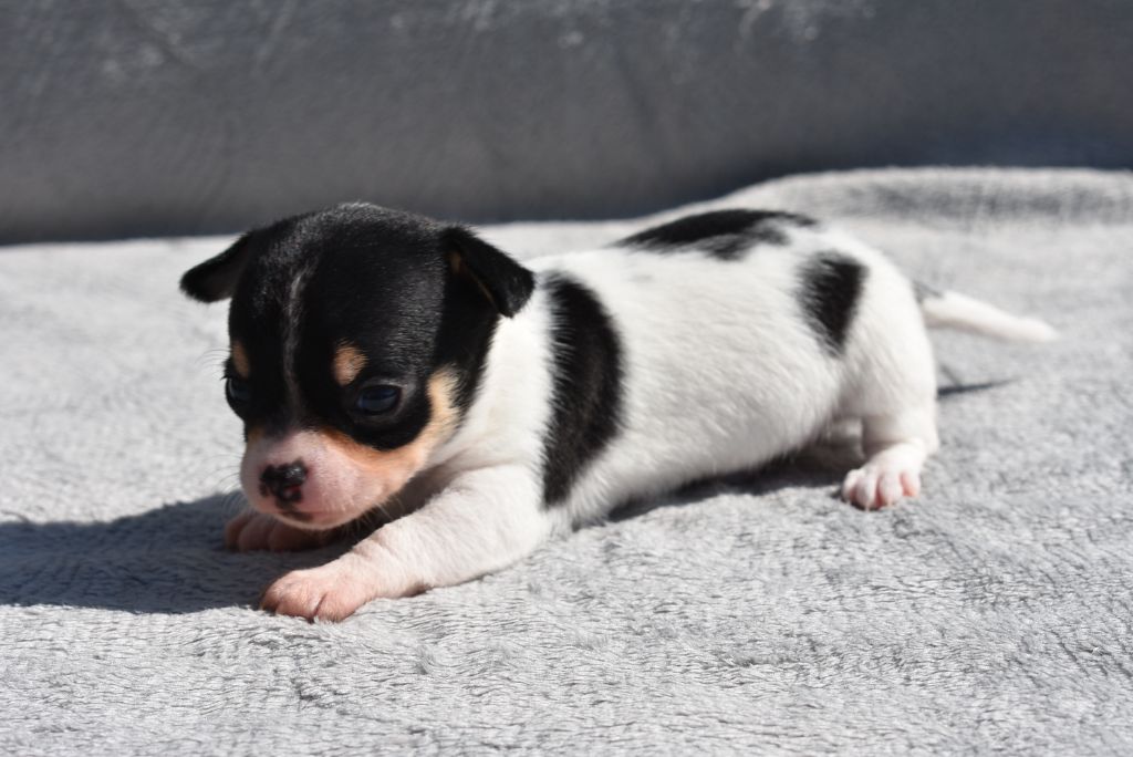 de l'elixir d'amour - Chiots disponibles - Chihuahua