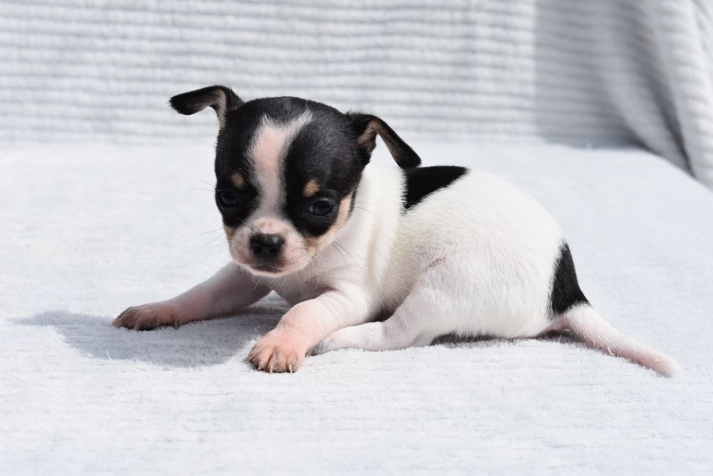 de l'elixir d'amour - Chiots disponibles - Chihuahua