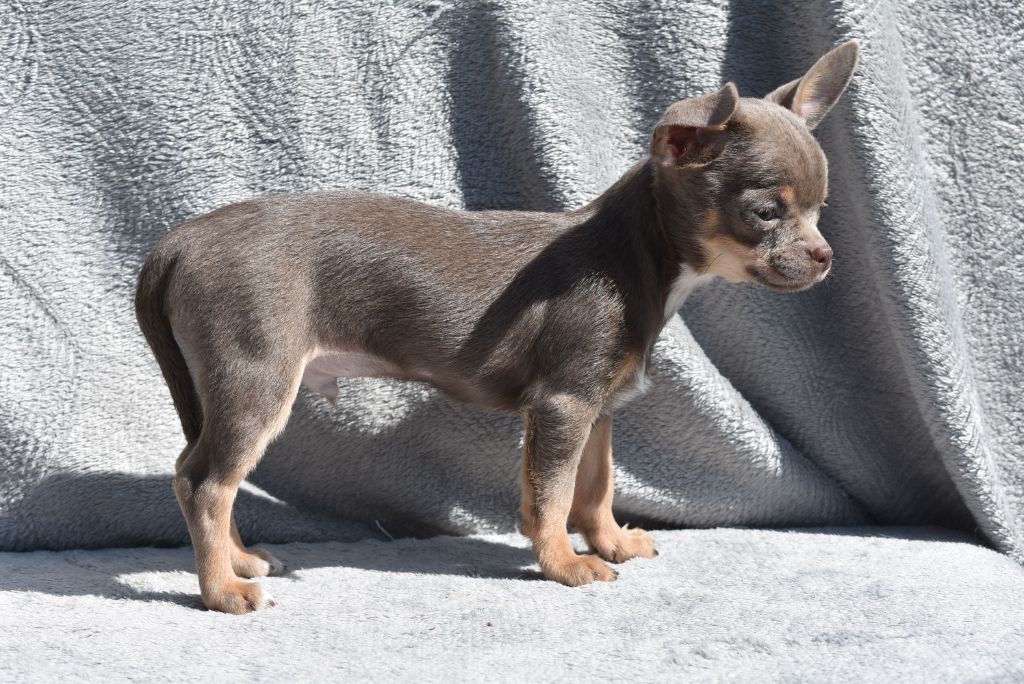 de l'elixir d'amour - Chiots disponibles - Chihuahua