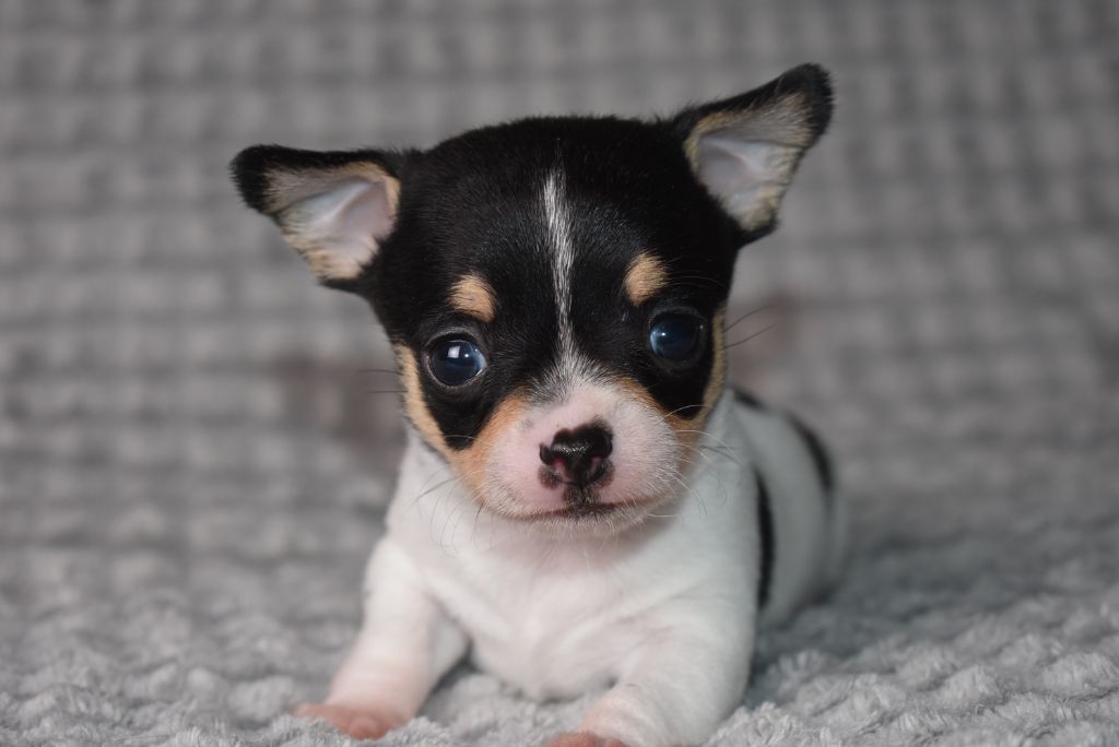 de l'elixir d'amour - Chiots disponibles - Chihuahua