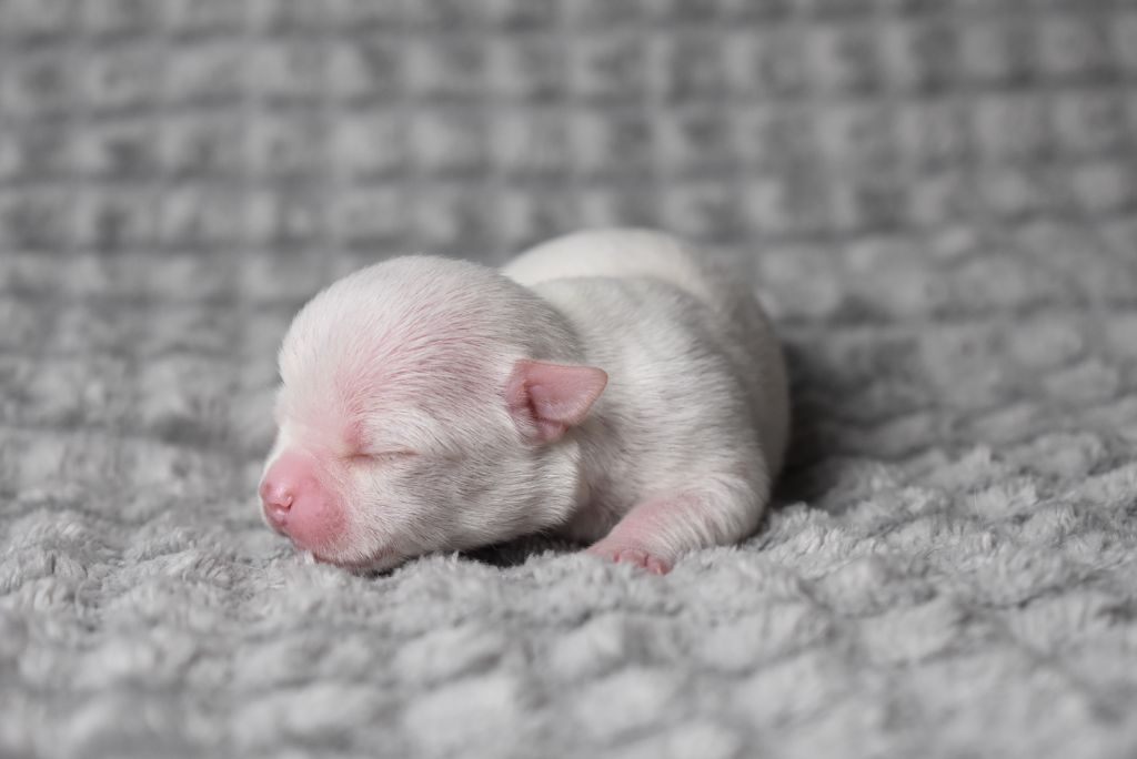 de l'elixir d'amour - Chiots disponibles - Chihuahua