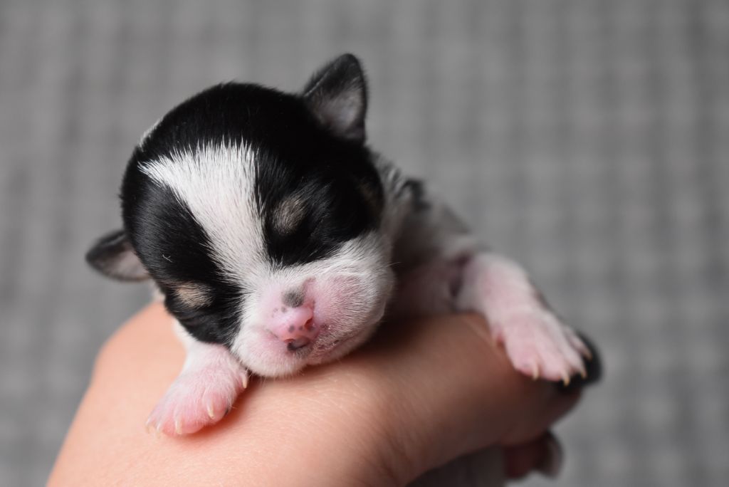 de l'elixir d'amour - Chiots disponibles - Chihuahua