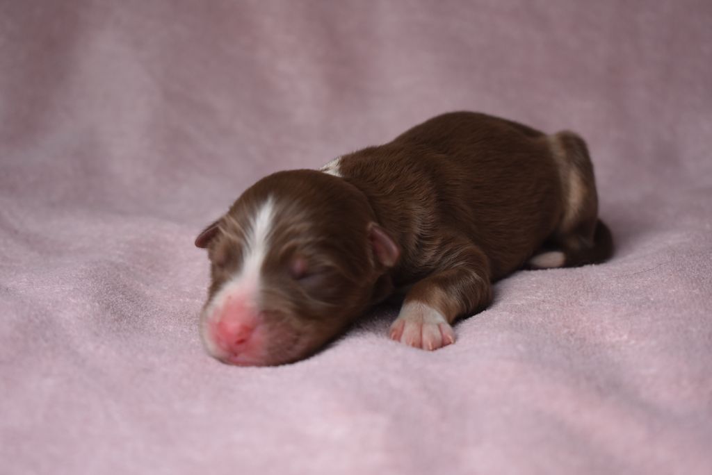 de l'elixir d'amour - Chiots disponibles - Berger Australien