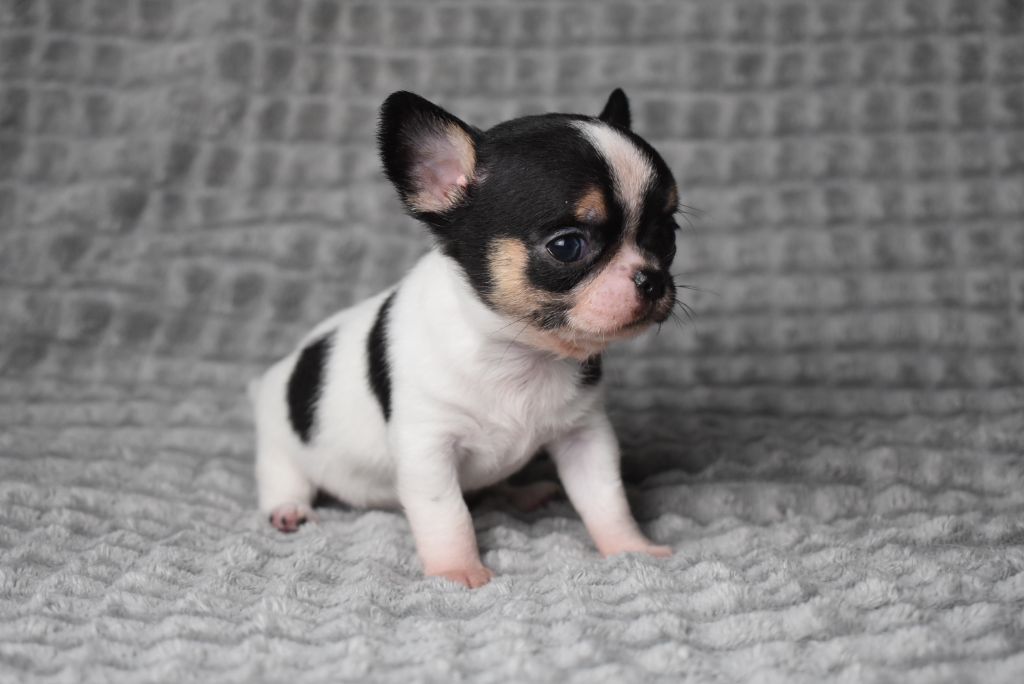 de l'elixir d'amour - Chiots disponibles - Chihuahua