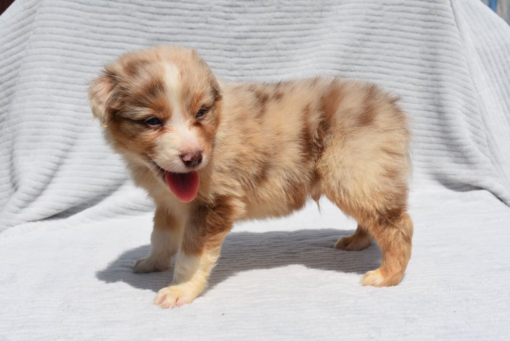 de l'elixir d'amour - Chiots disponibles - Berger Australien