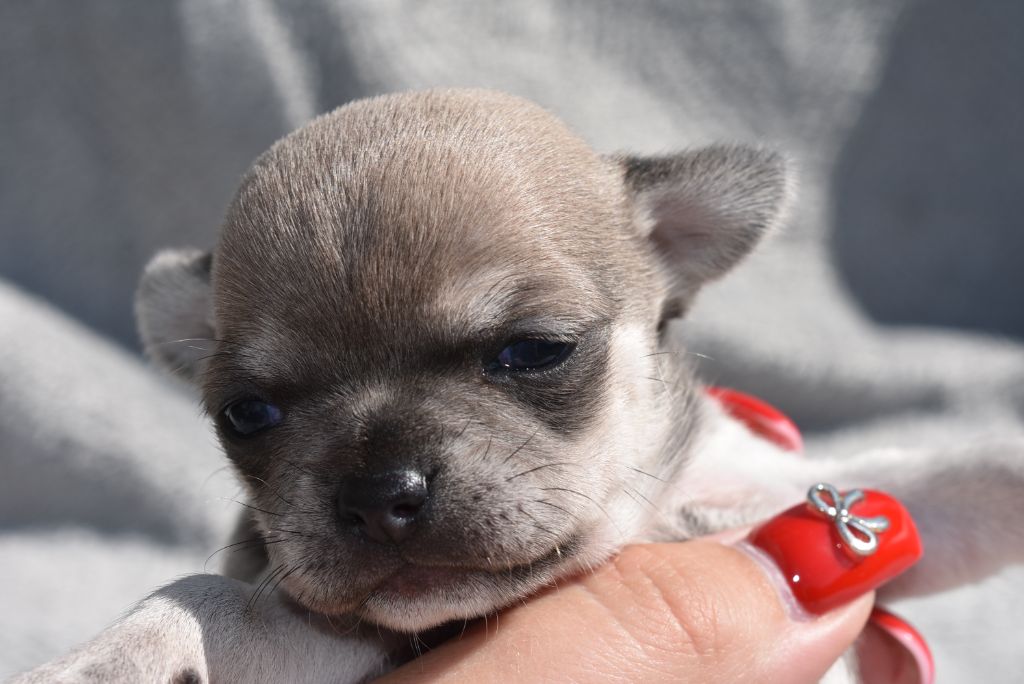 de l'elixir d'amour - Chiots disponibles - Chihuahua