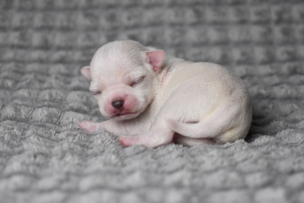 de l'elixir d'amour - Chiots disponibles - Chihuahua