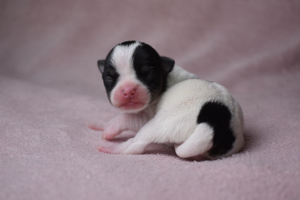 de l'elixir d'amour - Chiots disponibles - Chihuahua