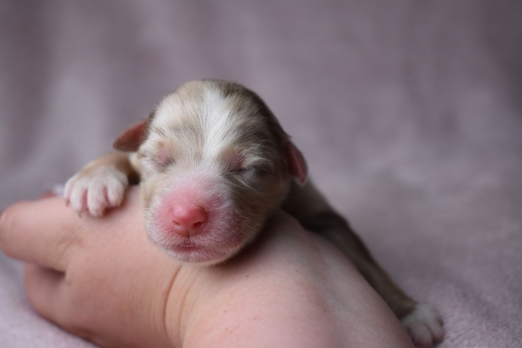 de l'elixir d'amour - Chiots disponibles - Berger Australien