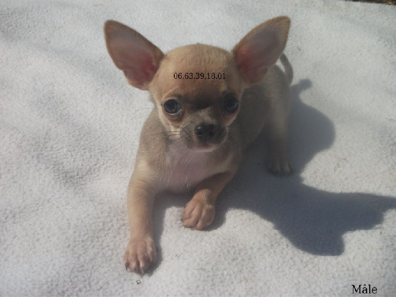 de l'elixir d'amour - Chihuahua - Portée née le 30/06/2016